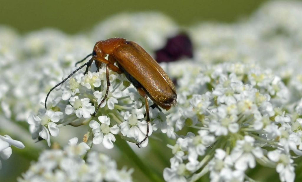 Anaspis? no, Zonitis flava - Meloidae